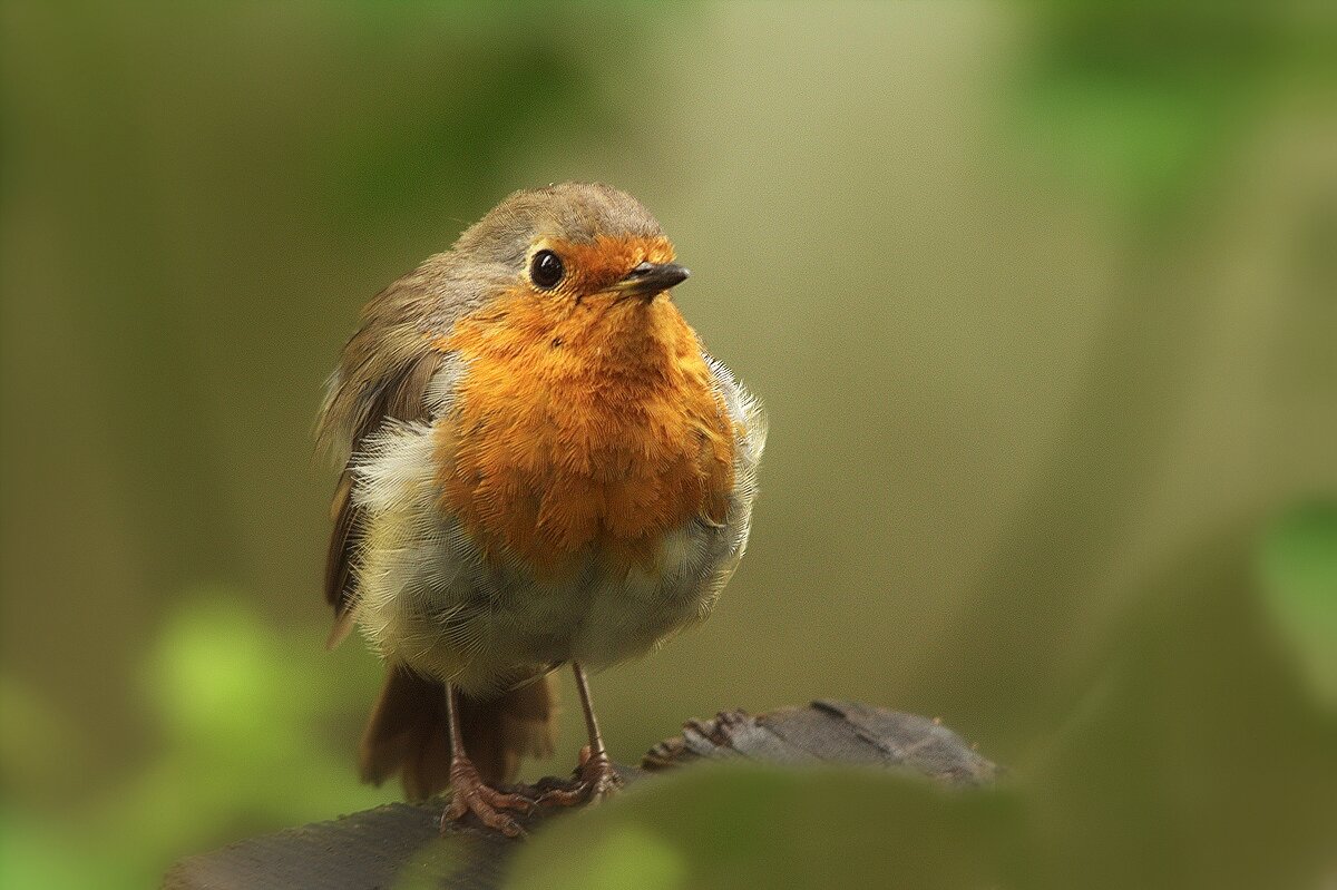 ... - Вячеслав Минаев