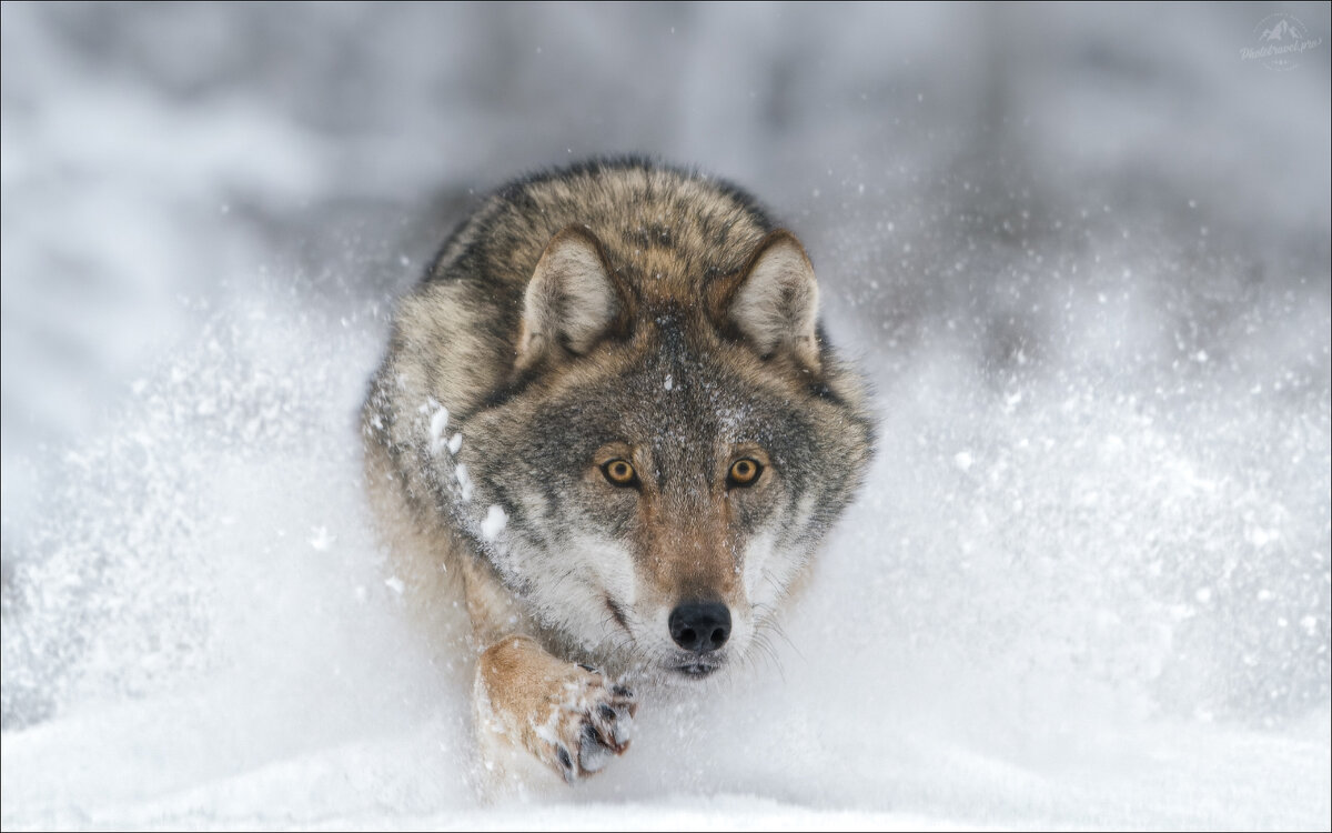По снегу . - Влад Соколовский
