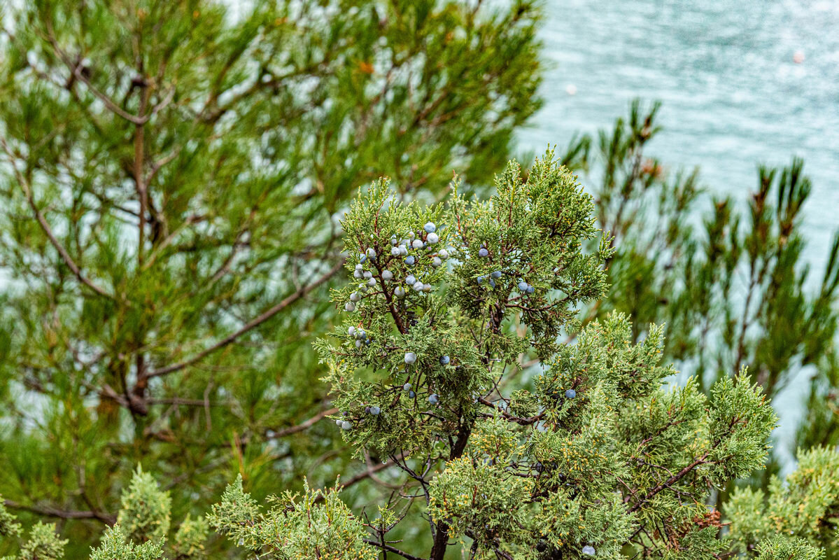 *** - Дмитрий Лупандин