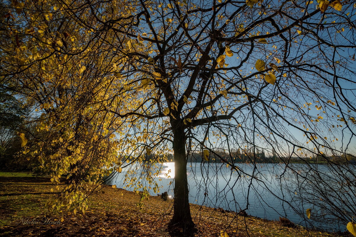 В солнечном ноябре... - Николай Гирш