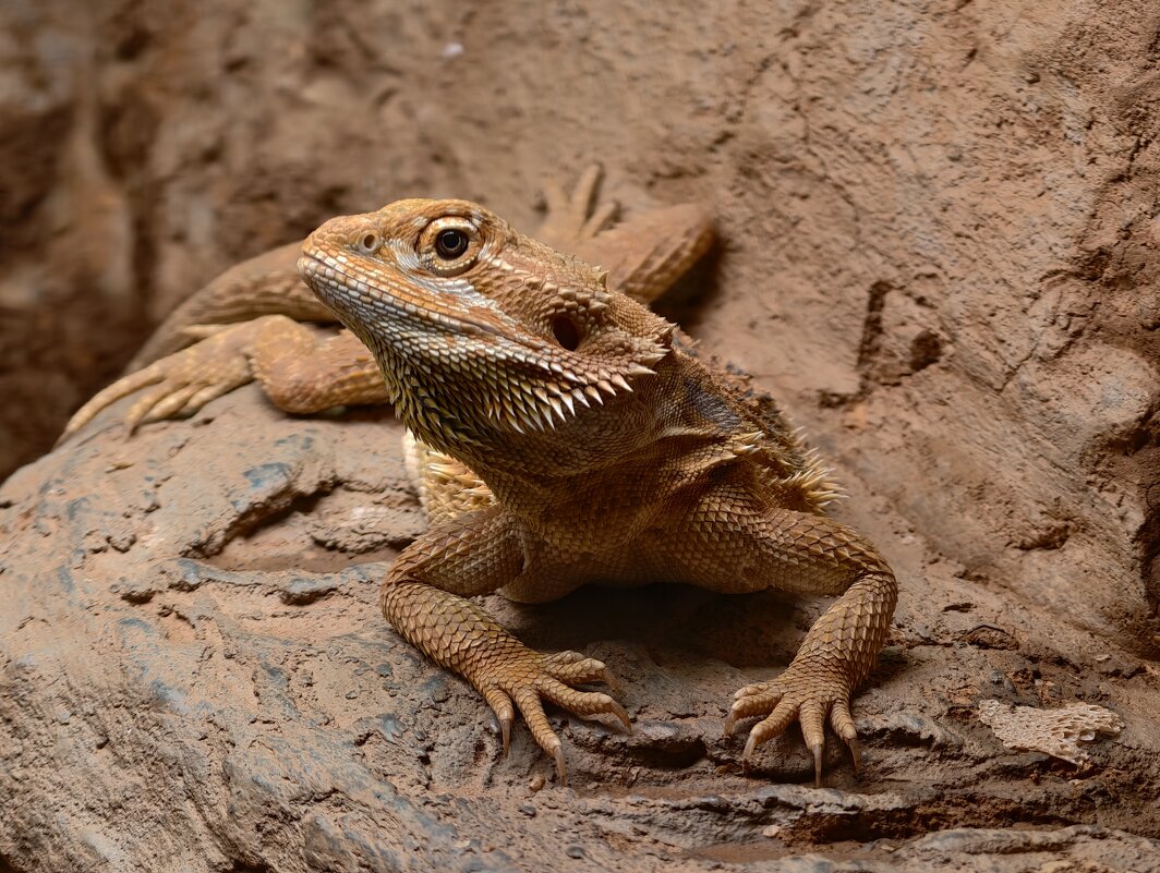 Бородатая агама - <<< Наташа >>>