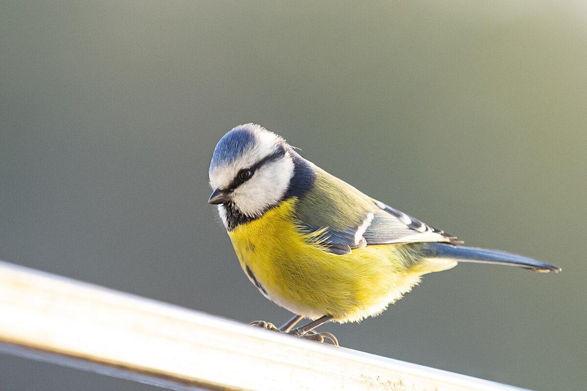 Лазоревка - Валерий Черняк Лазоревка - Валерий Черняк