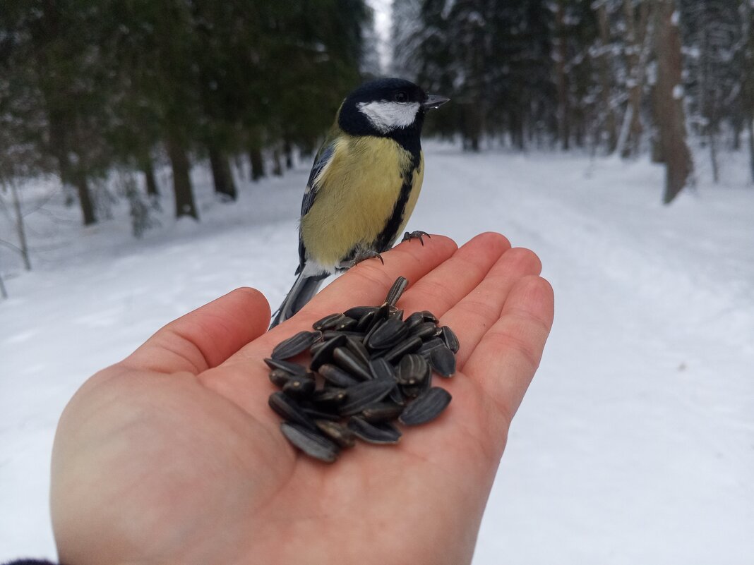 Синица - Сапсан 