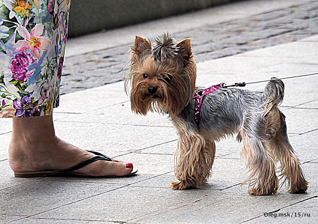 маленькие радости - Олег Лукьянов