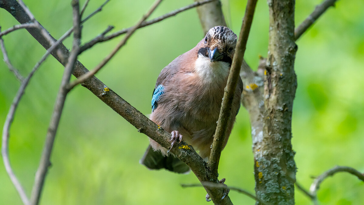 Сойка - Владимир Лазарев