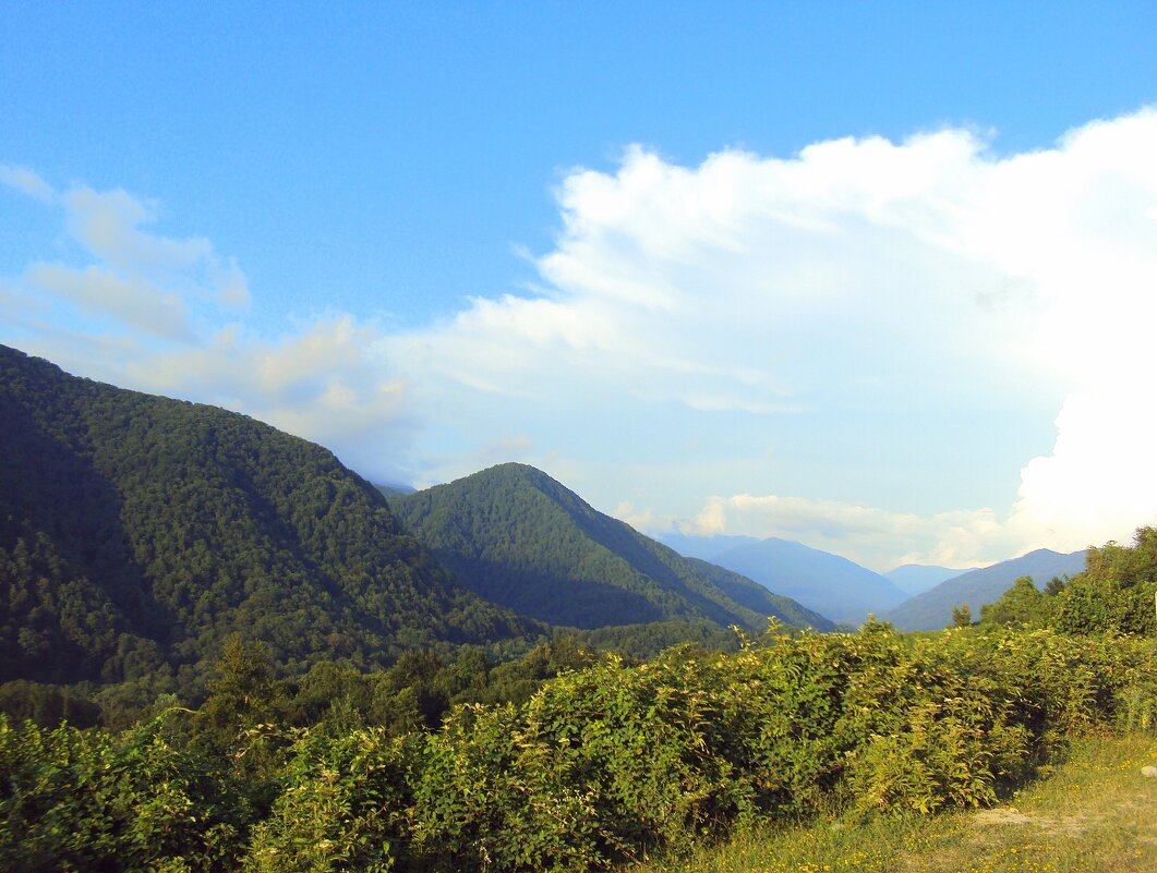 ДАГОМЫС - Tata Wolf