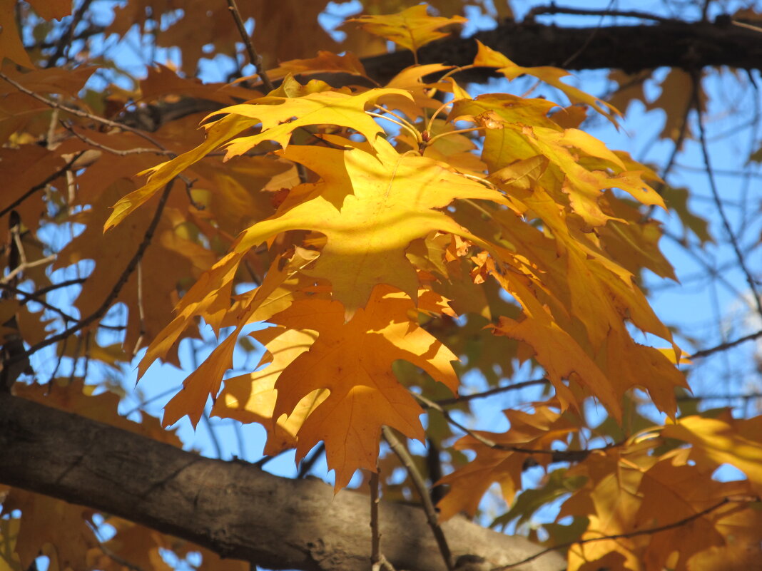 прекрасный октябрь - Елена Шаламова