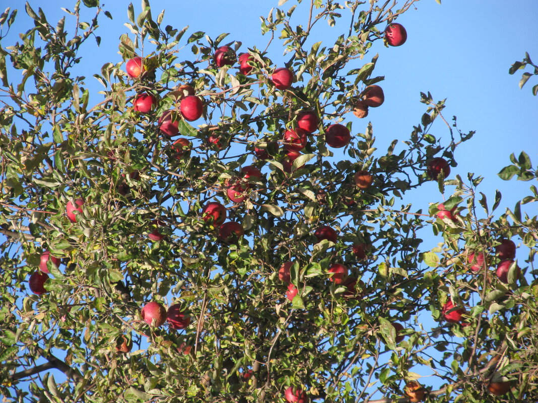 урожай - Елена Шаламова