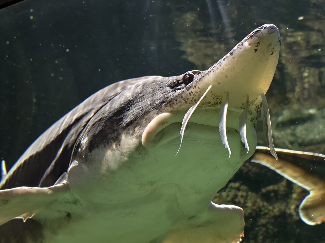 Белуга - <<< Наташа >>>