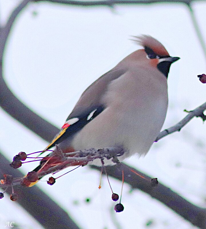 *** - Любовь Сахарова