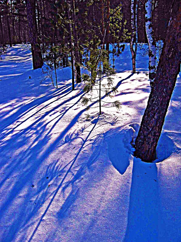 Январь...Уголок тайги! - Владимир 