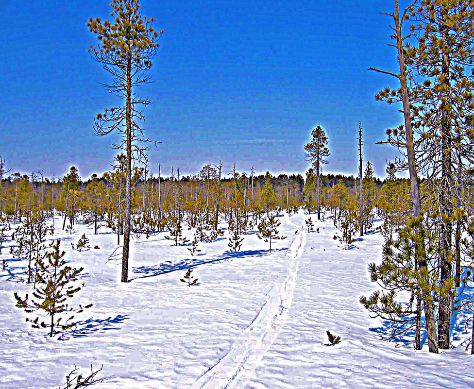 Февраль...Моя лыжня! - Владимир 