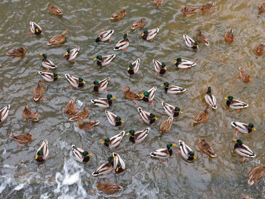 Скопление уток - Андрей Снегерёв