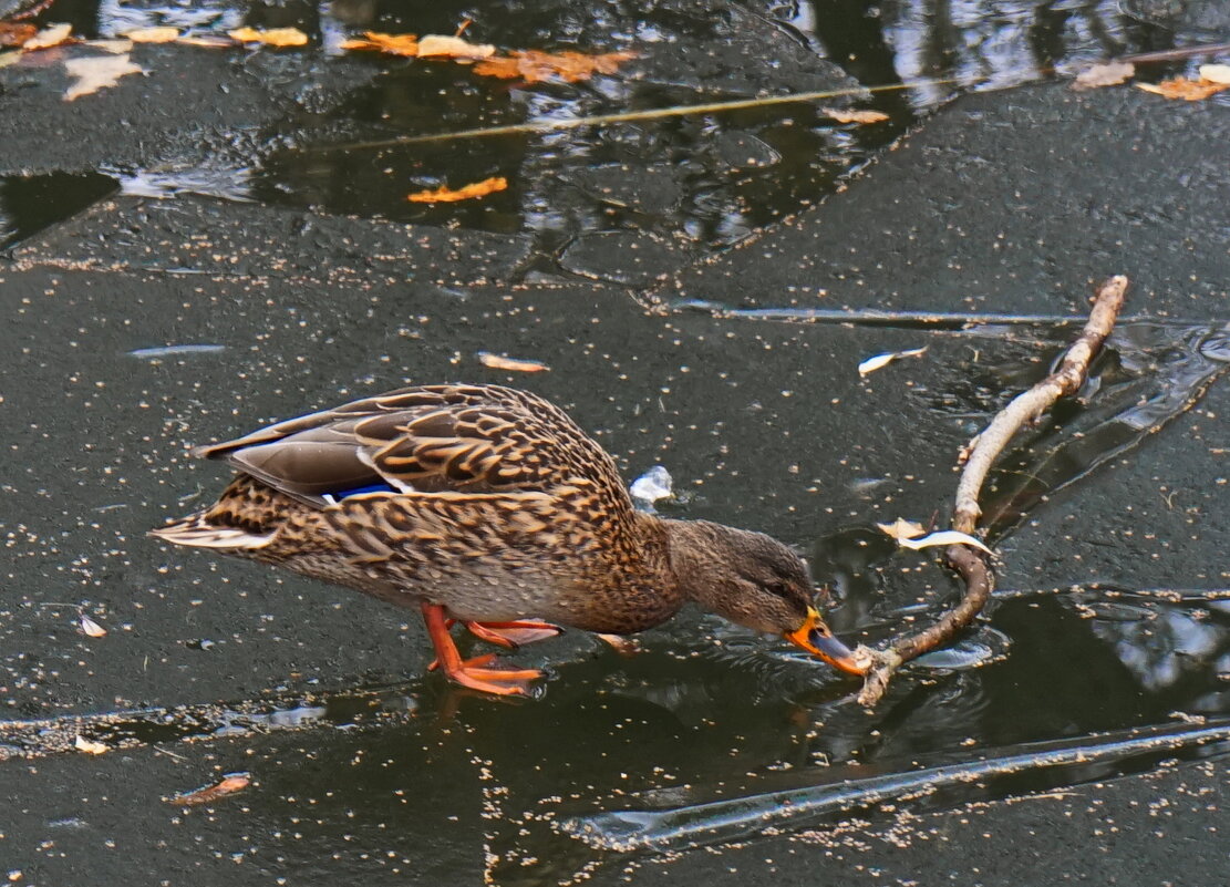 Не порядок! - Марина Леонидовна