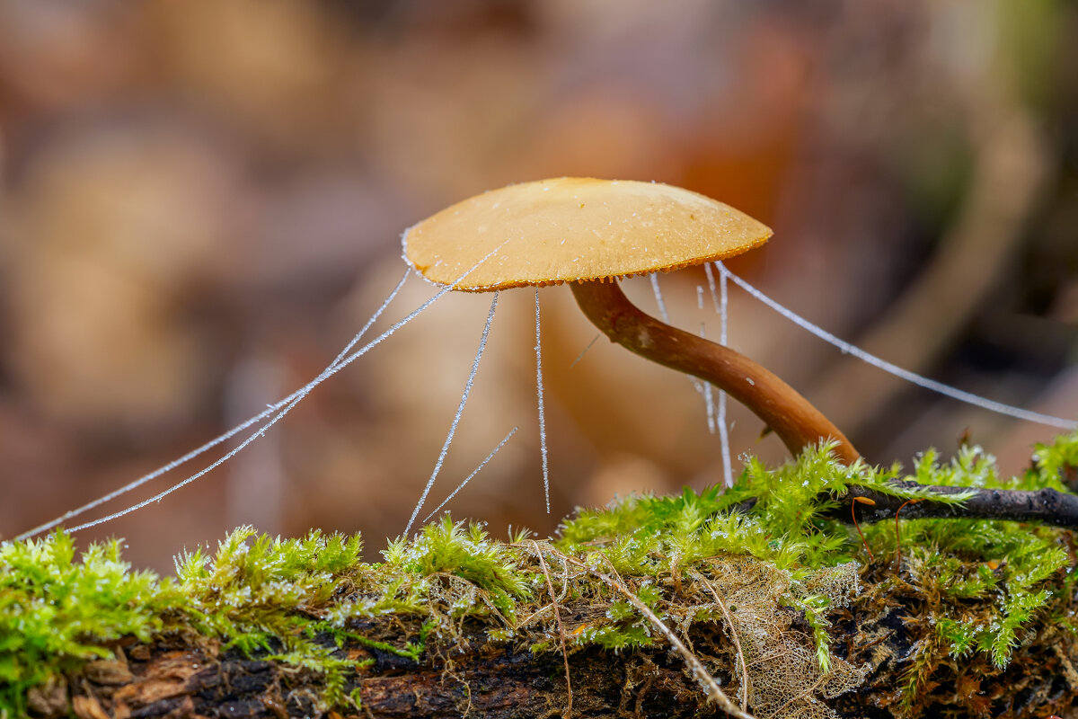 ** - Виталий Емельянов