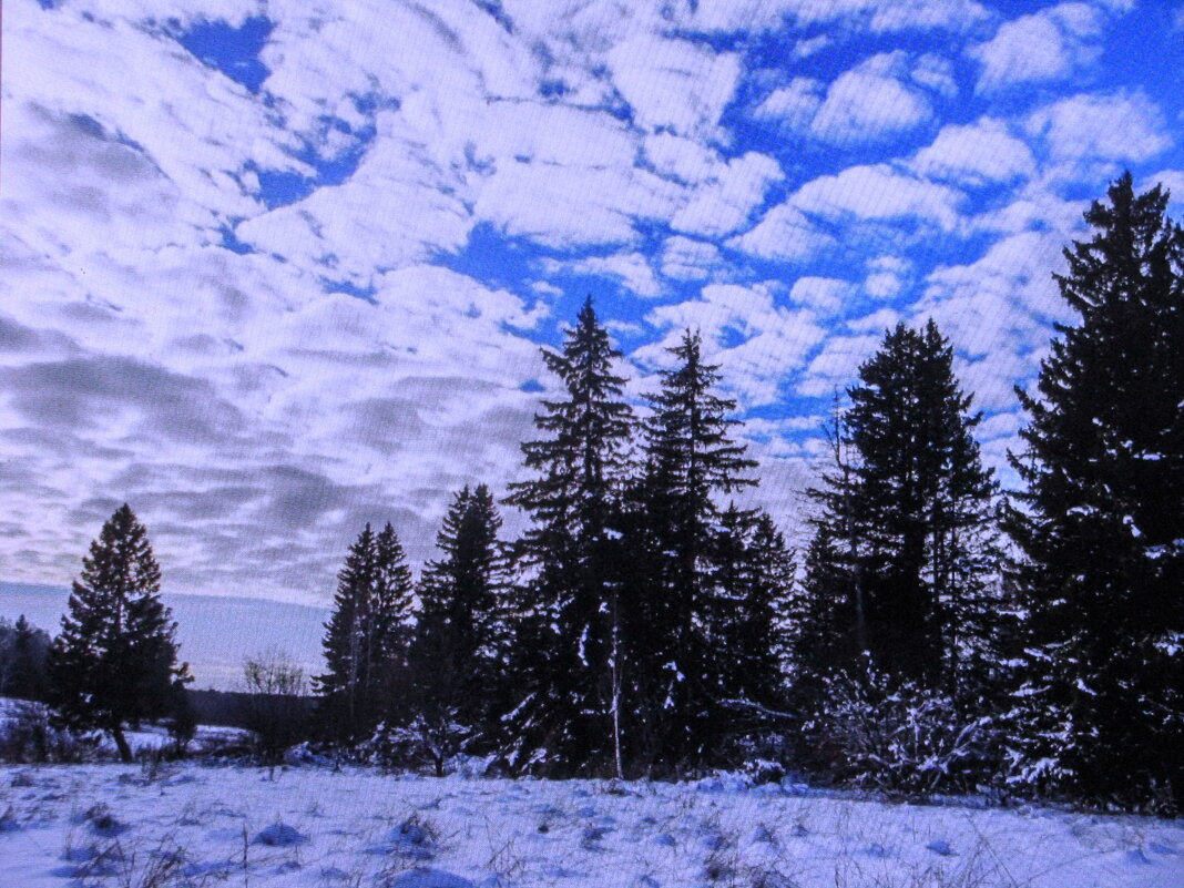 Январский денёк - Людмила Смородинская