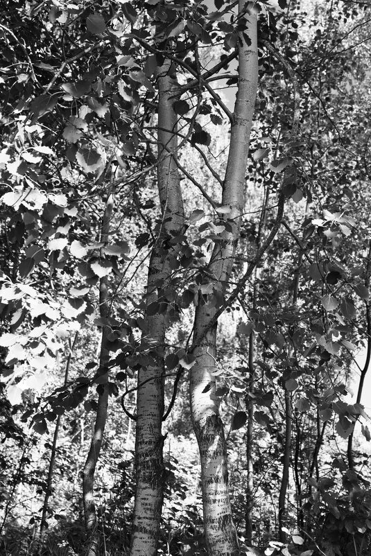 Фотография - Денис Безногов