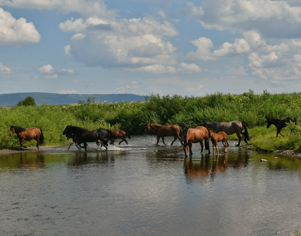 Форсирование реки - Сергей Шаврин