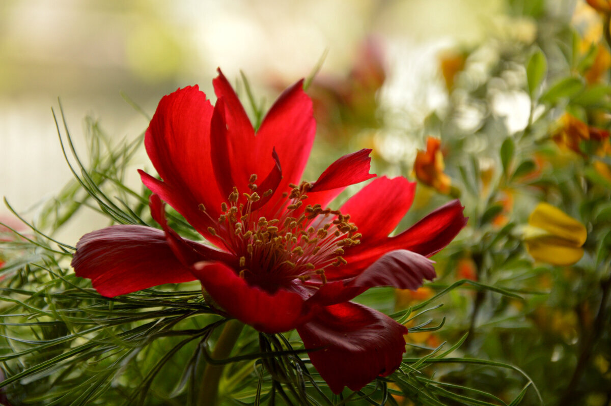 Пион тонколистный - Надежда Куркина 