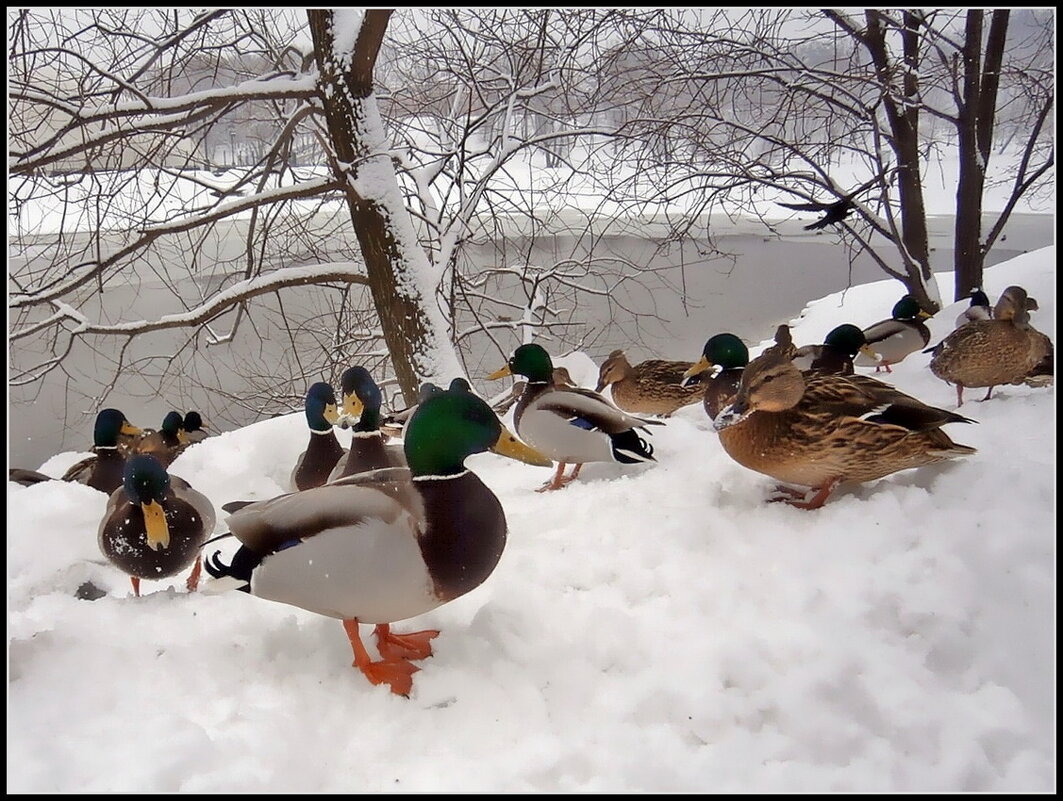 Зимняя тусовка - Ольга Довженко