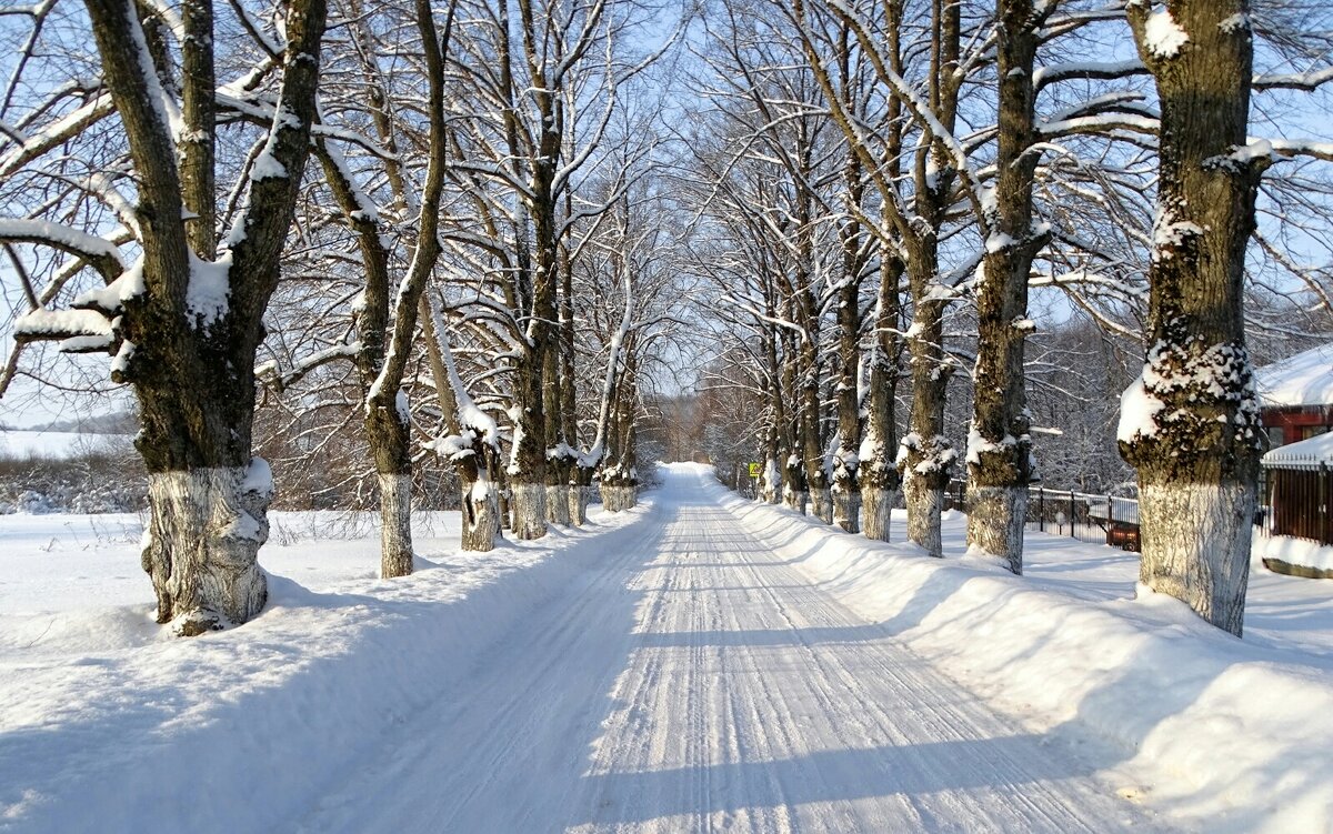 Вековые тополя вдоль дороги. - Милешкин Владимир Алексеевич 