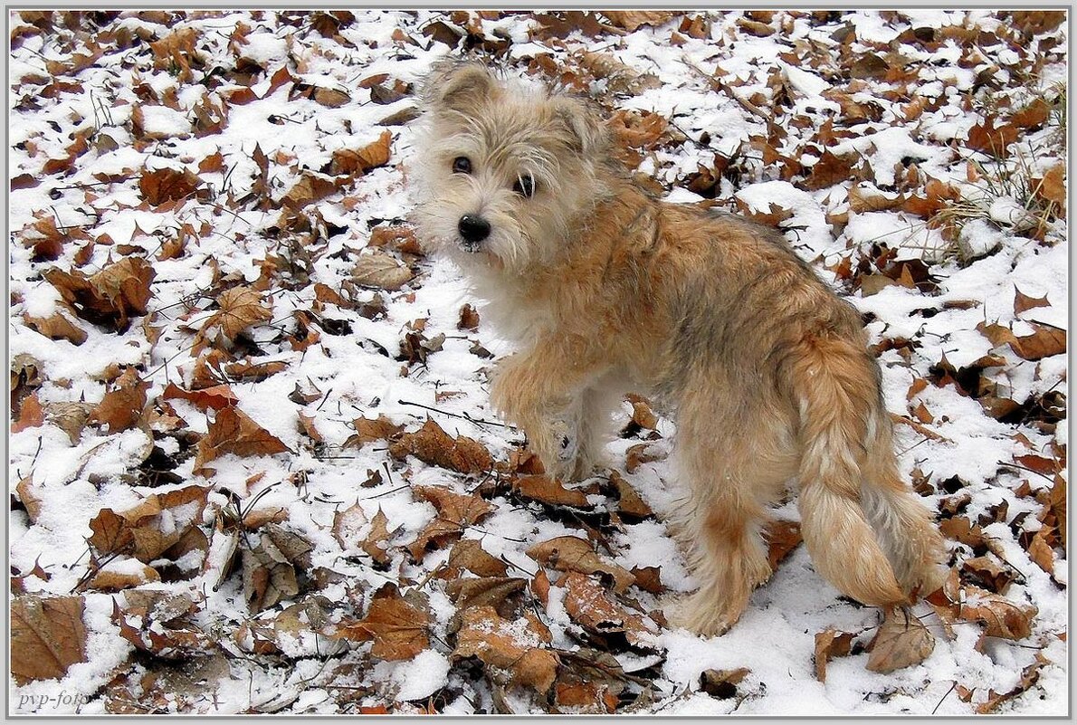 По первому снегу - Владимир Попов По первому снегу - Владимир Попов