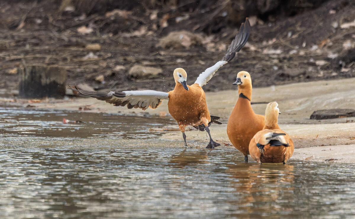 огарь в полете. - юрий макаров огарь в полете. - юрий макаров