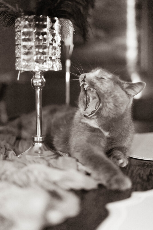 Венера - Селена Родина