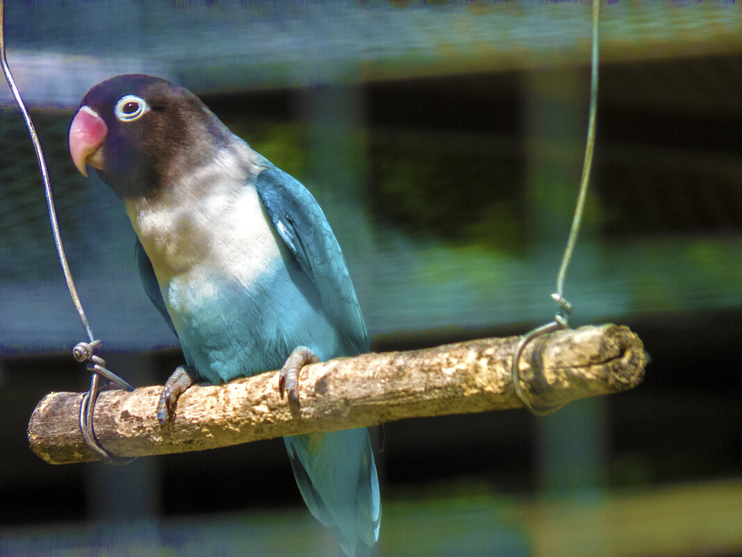 Попугай  неразлучник - Валентин Семчишин