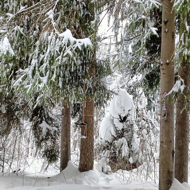 ждет корм - Владимир 