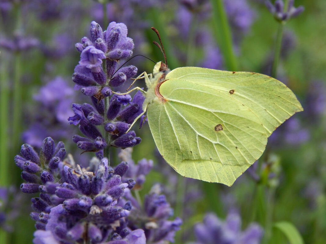 Сладкий нектар - Александр Ковальчук