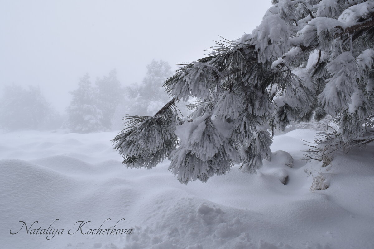 Природа Крыма - Amazing Cosmea