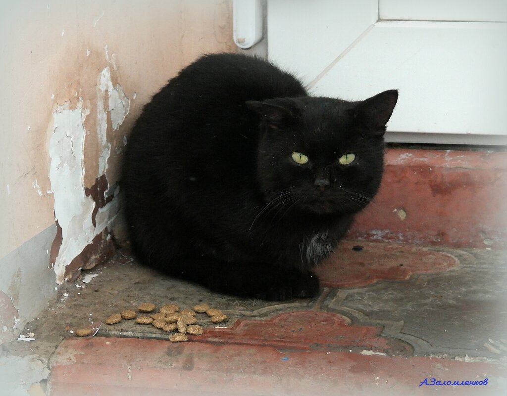 Товарищ, а кроме сухариков есть что пожевать? - Андрей Заломленков