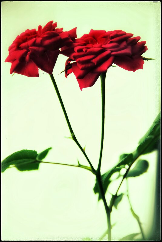 Расцвела парочка.... - Руслан 