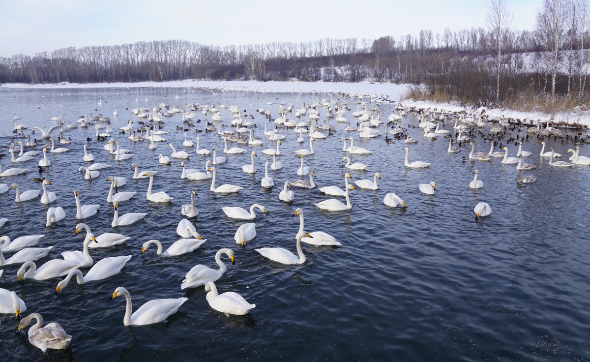 Лебеди на зимовке в Алтайском крае - Наталия Григорьева