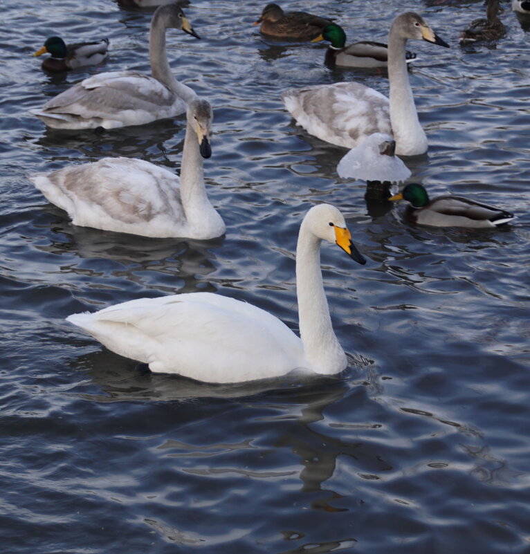 Лебеди на зимовке в Алтайском крае - Наталия Григорьева