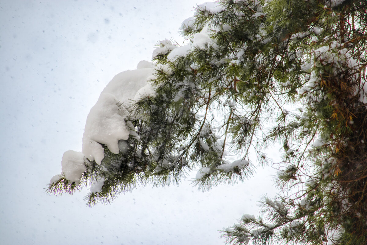 Зимнее - Sergei Vikulov