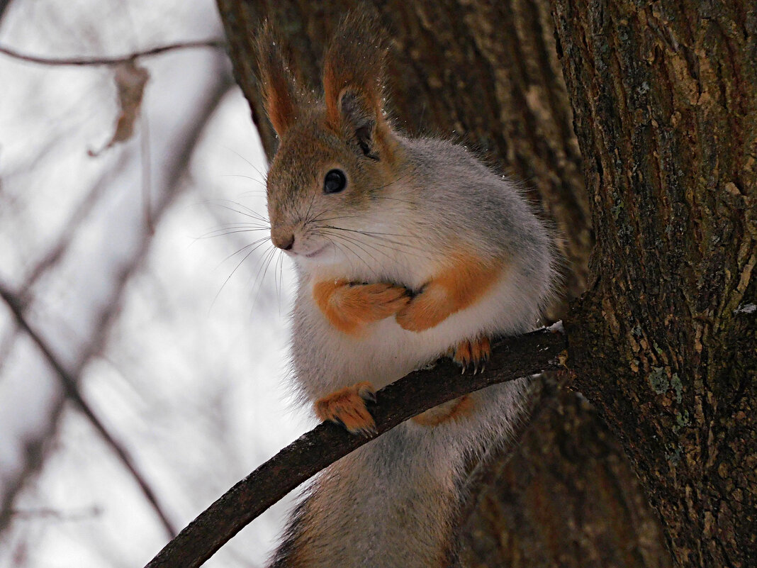 Белка - Лина Белка - Лина