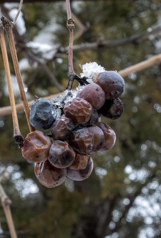 Январский виноград - Валерий Басыров
