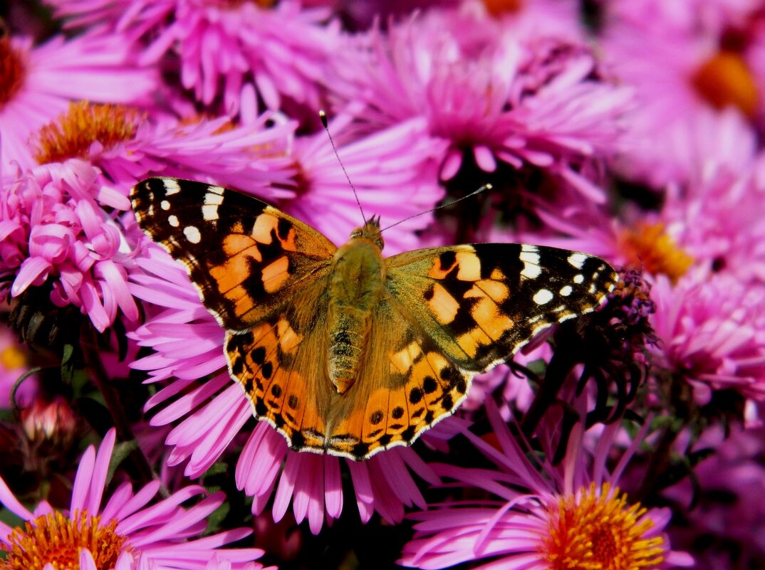 РЕПЕЙНИЦА  НА  СЕНТЯБРИНКАХ. - Галина 