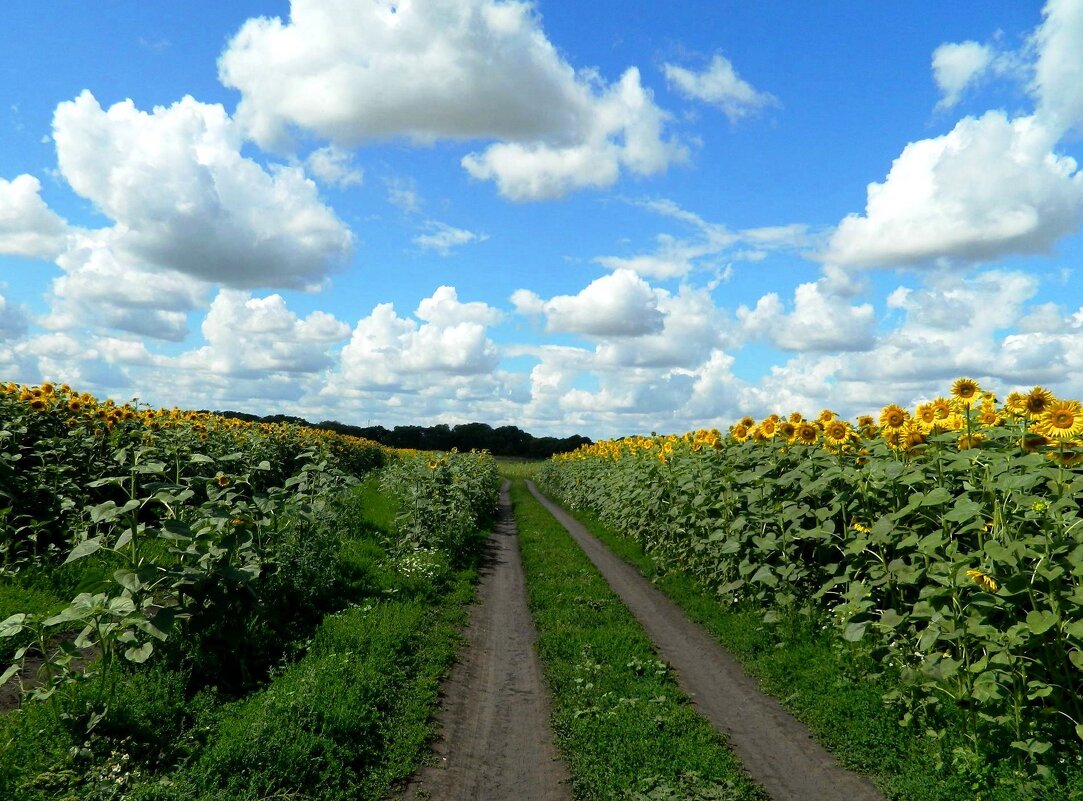 ДОРОГИ  ПОЛЕВЫЕ... - Галина 