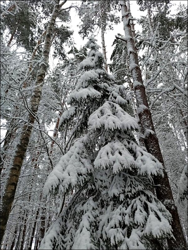 Великолепная ель! - Надежда 