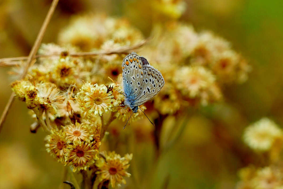 опять про бабочек...316 - Александр Прокудин