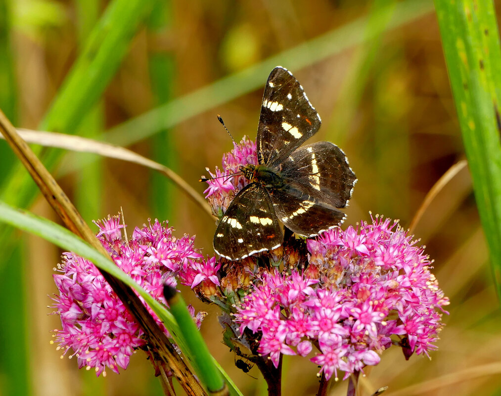 опять про бабочек...319 - Александр Прокудин