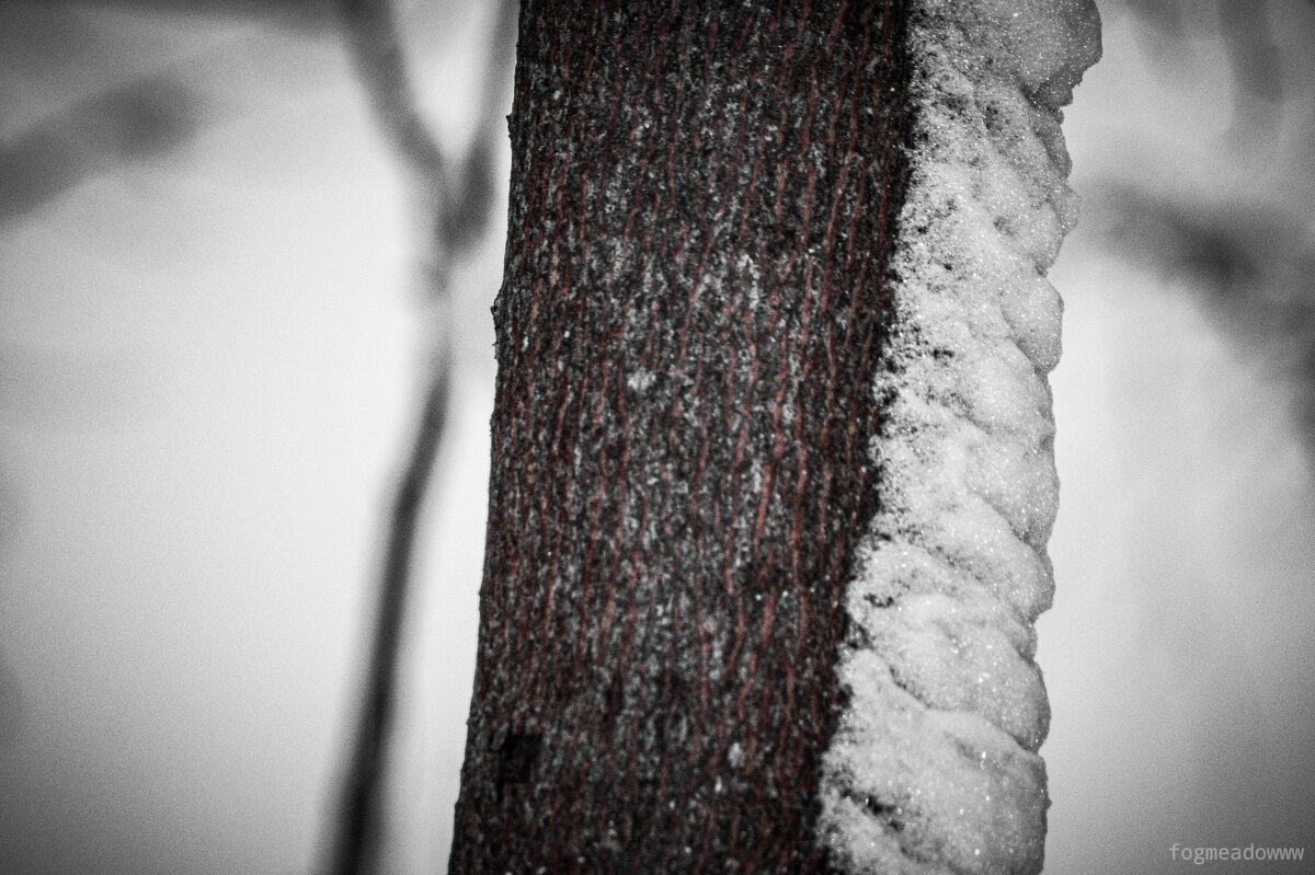 Дерево в снегу - fogmeadowww m