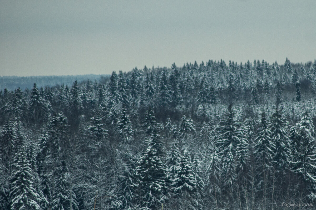Зимний лес - fogmeadowww m