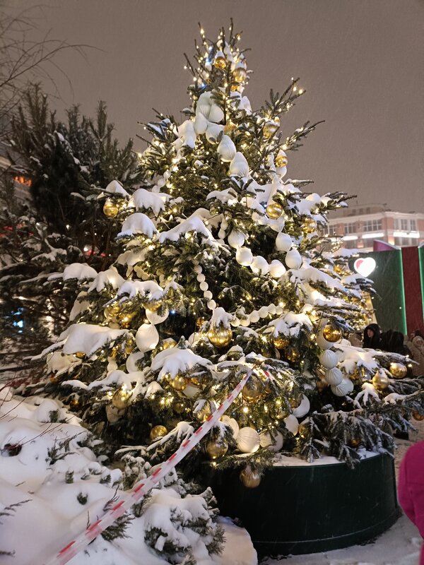 заснеженные ёлочки - Галина R...