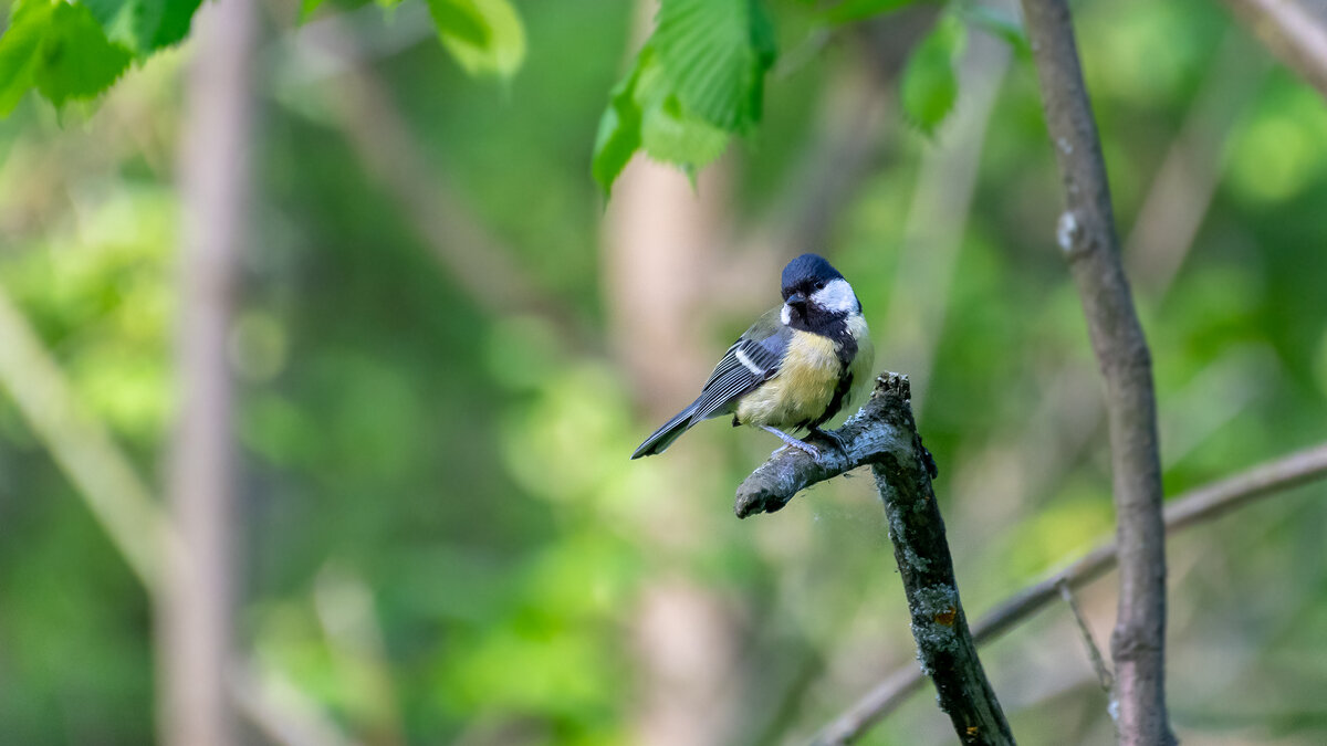 Синичка - Владимир Лазарев