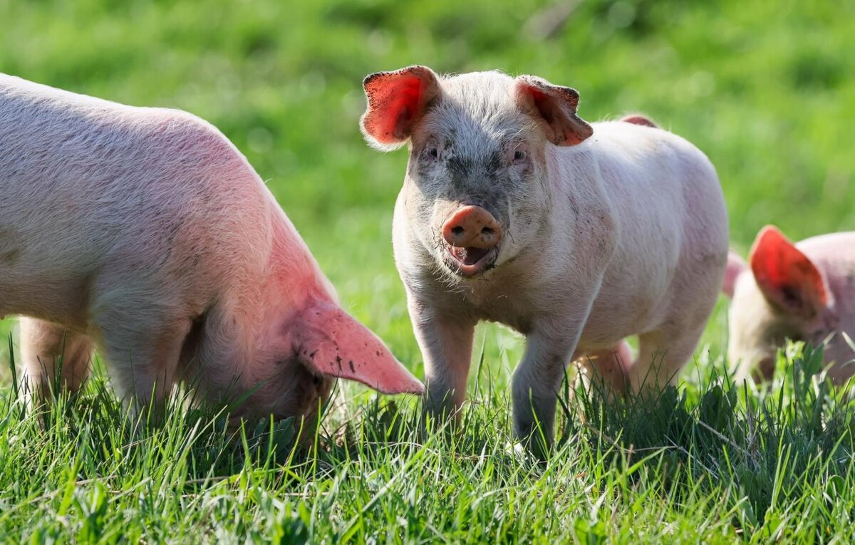 Свинья-донор органов... - Валерий Кокорев