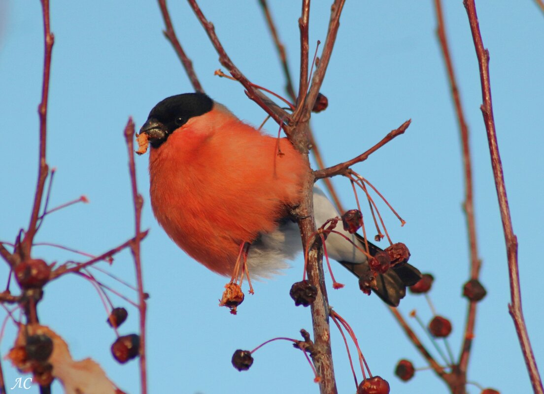 Прилетели снегири - Любовь Сахарова